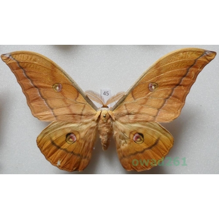 Antheraea yamamai (Guerin-Menevill, 1861) male ex. ovo Italy 125mm45